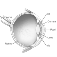 Cow Eye Dissection Workshop